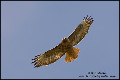 Red-tailed Hawk (Buteo jamaicensis)
