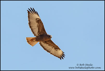 Red-tailed Hawk (Buteo jamaicensis)