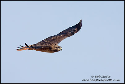 Red-tailed Hawk (Buteo jamaicensis)