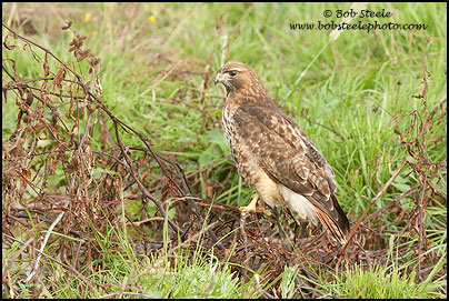 Red-tailed Hawk (Buteo jamaicensis)