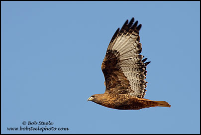 Red-tailed Hawk (Buteo jamaicensis)