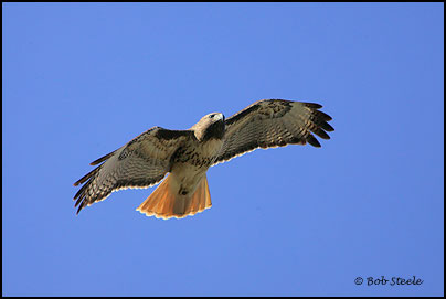 Red-tailed Hawk (Buteo jamaicensis)