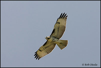 Red-tailed Hawk (Buteo jamaicensis)