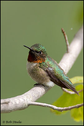 Ruby-throated Hummingbird (Archilochus colubris)