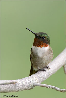 Ruby-throated Hummingbird (Archilochus colubris)