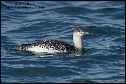 Red-throated Loon (Gavia stellata)