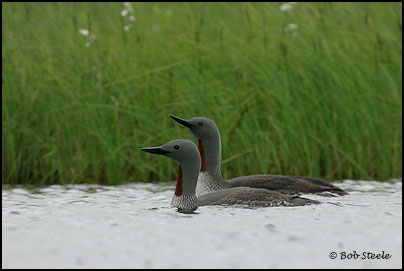 Red-throated Loon (Gavia stellata)