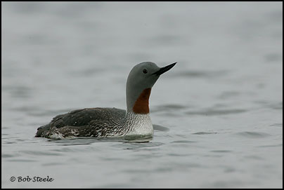 Red-throated Loon (Gavia stellata)