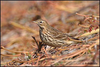 Red-throated Pipit (Anthus cervinus)