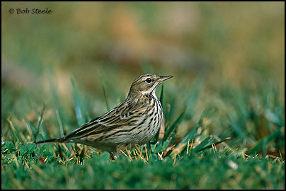 Red-throated Pipit (Anthus cervinus)