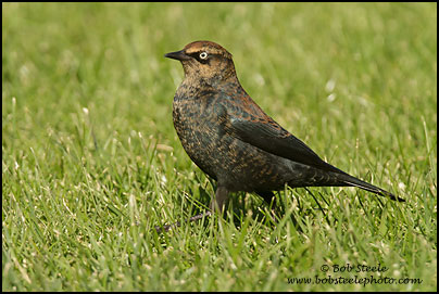 Rusty Blackbird (Euphagus carolinus)