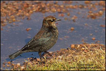 Rusty Blackbird (Euphagus carolinus)