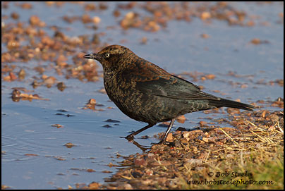 Rusty Blackbird (Euphagus carolinus)