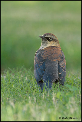 Rusty Blackbird (Euphagus carolinus)