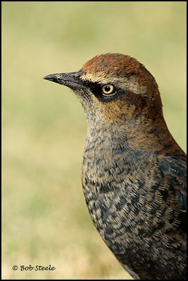 Rusty Blackbird (Euphagus carolinus)