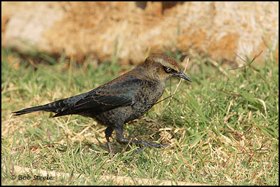 Rusty Blackbird (Euphagus carolinus)