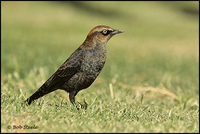 Rusty Blackbird (Euphagus carolinus)