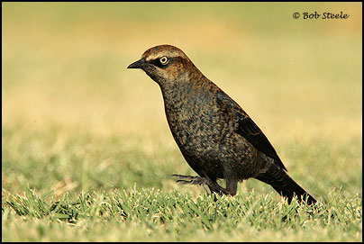 Rusty Blackbird (Euphagus carolinus)