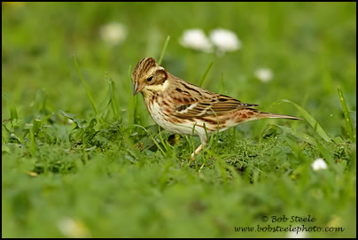 Rustic Bunting (Emberiza rustica)