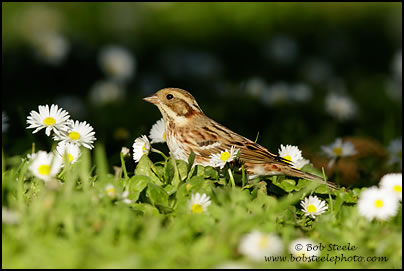 Rustic Bunting (Emberiza rustica)