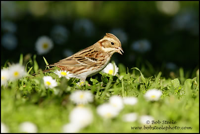 Rustic Bunting (Emberiza rustica)