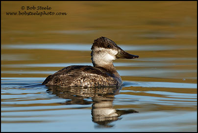Ruddy Duck (Oxyura jamaicensis)