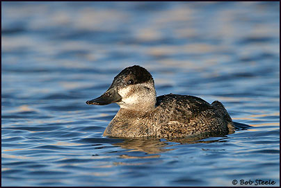 Ruddy Duck (Oxyura jamaicensis)
