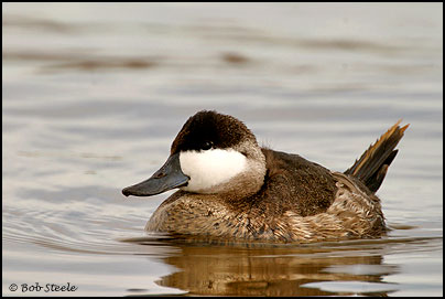 Ruddy Duck (Oxyura jamaicensis)