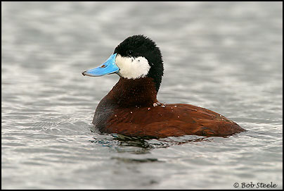 Ruddy Duck (Oxyura jamaicensis)