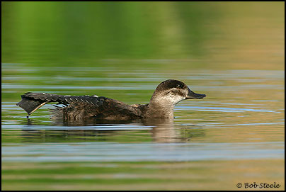 Ruddy Duck (Oxyura jamaicensis)