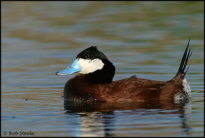 Ruddy Duck (Oxyura jamaicensis)