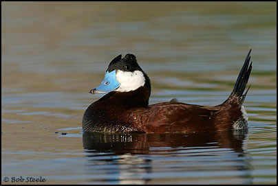 Ruddy Duck (Oxyura jamaicensis)