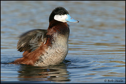 Ruddy Duck (Oxyura jamaicensis)