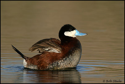 Ruddy Duck (Oxyura jamaicensis)