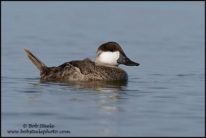 Ruddy Duck (Oxyura jamaicensis)