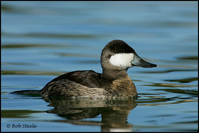 Ruddy Duck (Oxyura jamaicensis)