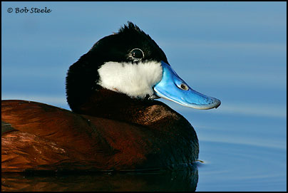 Ruddy Duck (Oxyura jamaicensis)