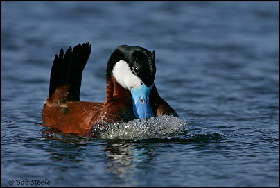 Ruddy Duck (Oxyura jamaicensis)