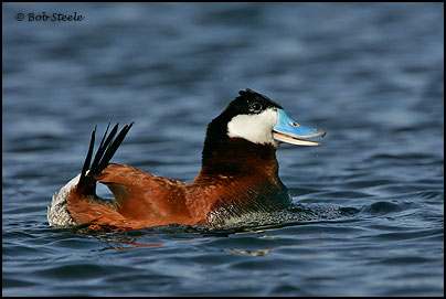 Ruddy Duck (Oxyura jamaicensis)