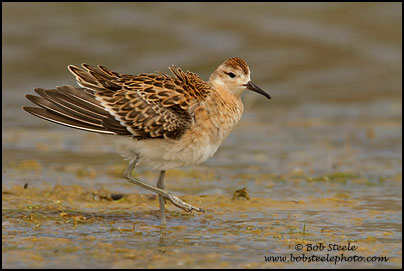 Ruff (Philomachus pugnax)