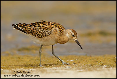 Ruff (Philomachus pugnax)