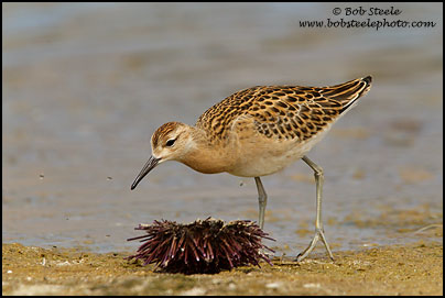 Ruff (Philomachus pugnax)
