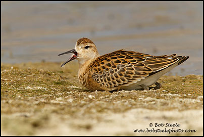 Ruff (Philomachus pugnax)