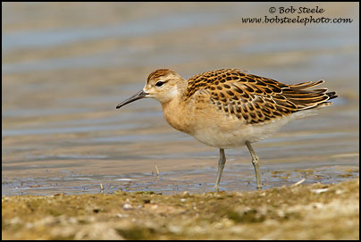 Ruff (Philomachus pugnax)
