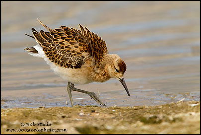 Ruff (Philomachus pugnax)