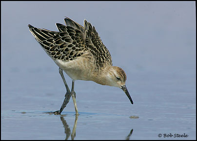 Ruff (Philomachus pugnax)