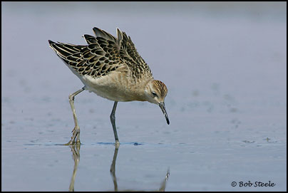 Ruff (Philomachus pugnax)