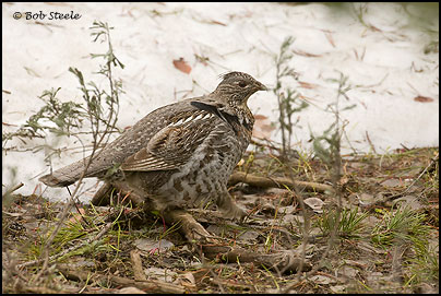 Ruffed Grouse (Bonasa umbellus)