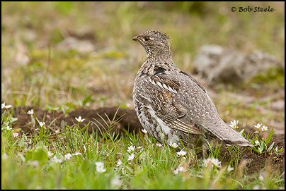 Ruffed Grouse (Bonasa umbellus)