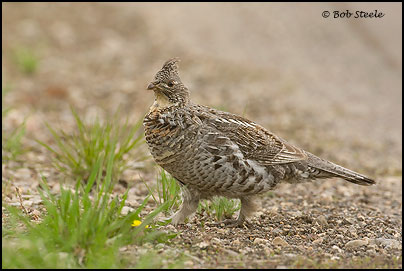 Ruffed Grouse (Bonasa umbellus)